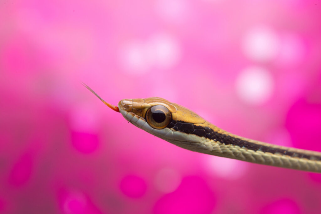 Tips to Get the Most Out of Google Snake Mods