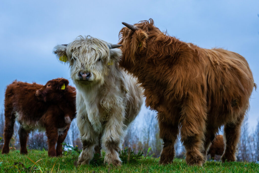 Are Highland Cows Good Pets
