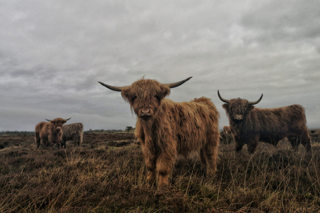 The Origin and History of Highland Cattle