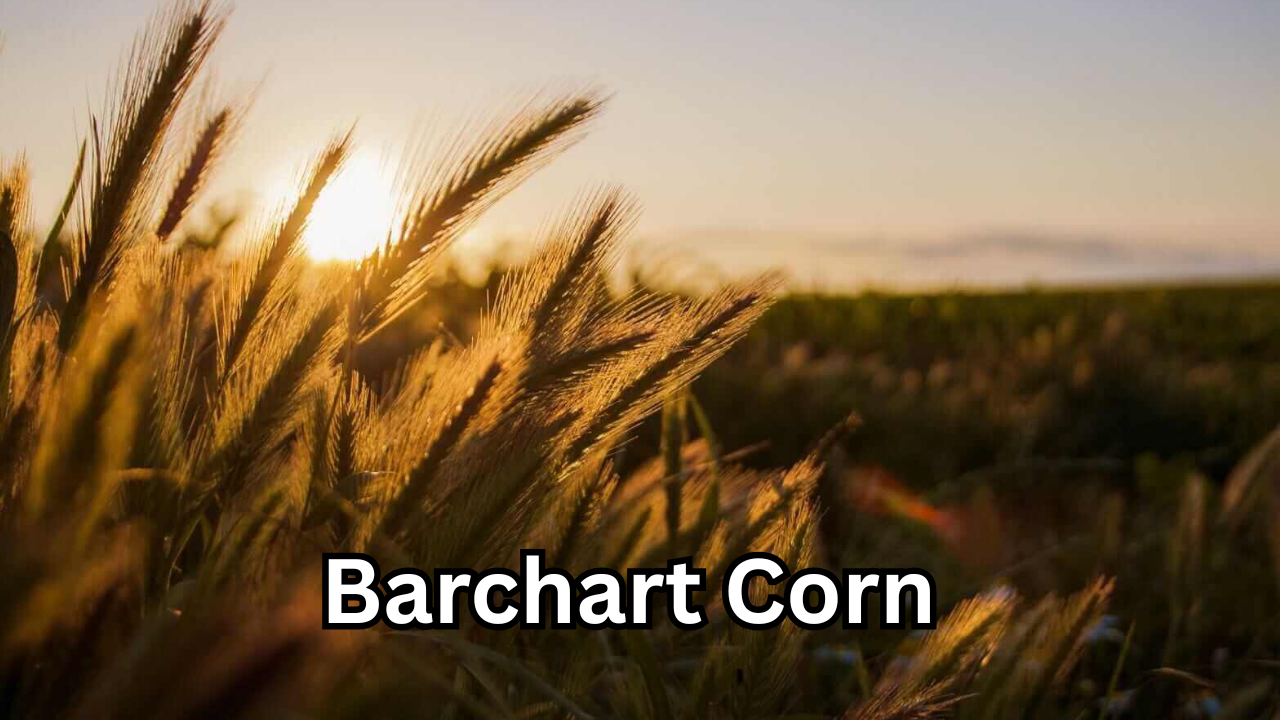 Barchart Corn – Complete Guide to Market Trends, Prices & Trading Insights