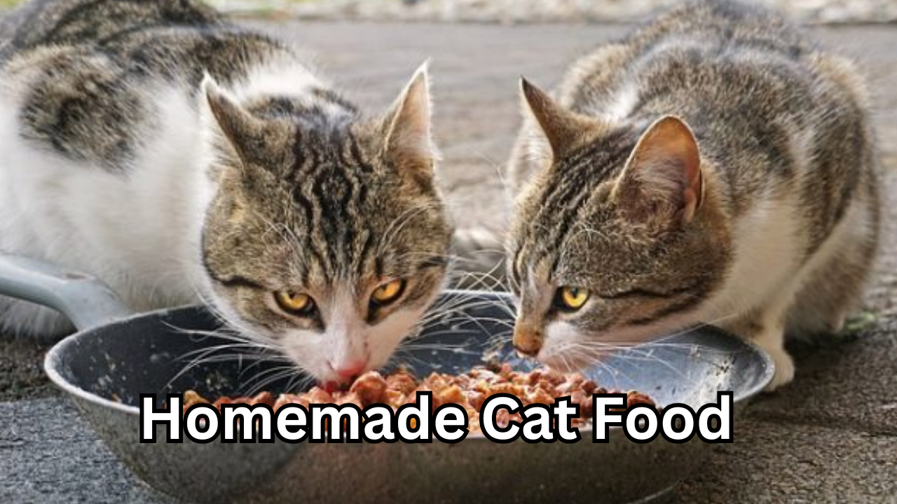 ]Homemade Cat Food A Complete Guide to Healthy and Nutritious Meals for Your Cat