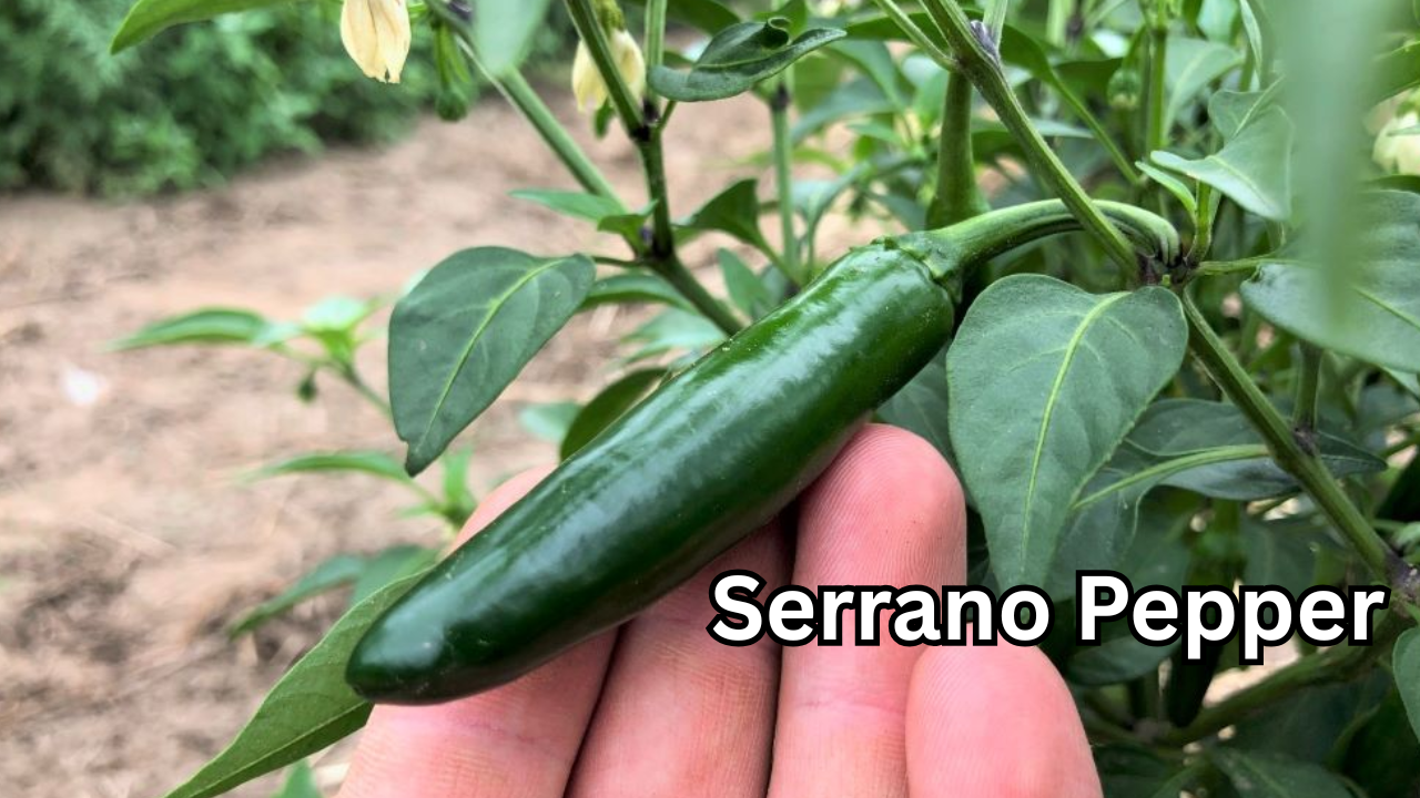 Serrano Pepper A Complete Guide to Its Flavor, Uses, Benefits, and Growing Tips